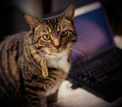 Kitty approves of your efforts