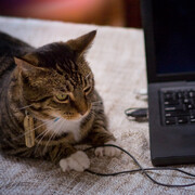 Kitty troubleshooting